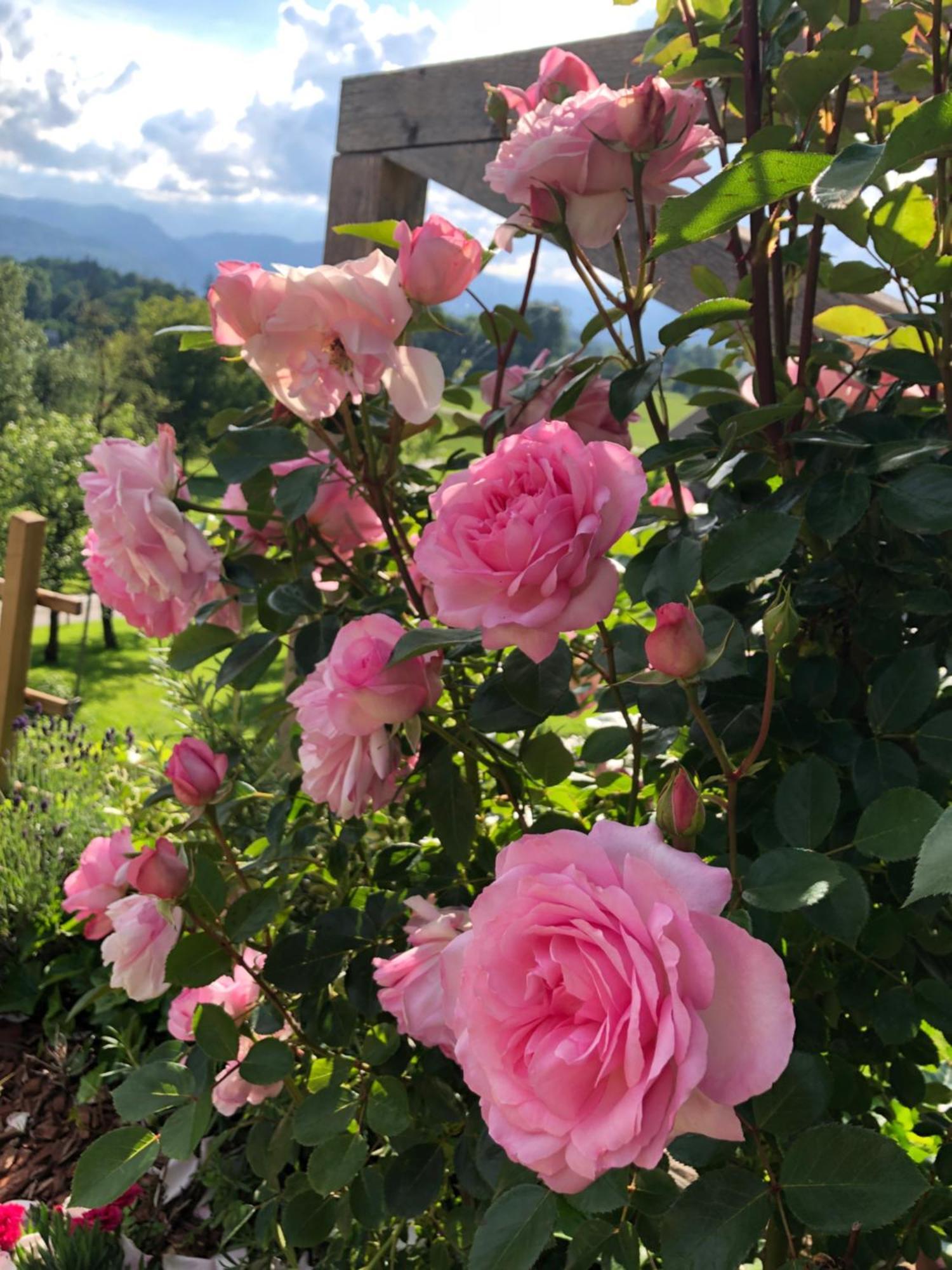 Apartma Rosa Spodnji Otok Esterno foto